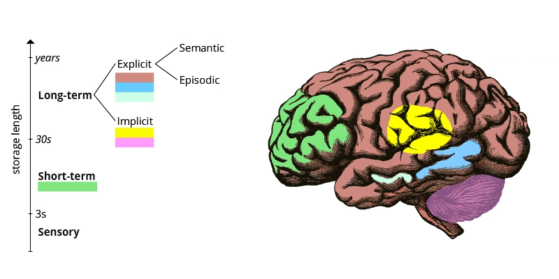 levelBRain