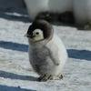 Penguin Whisper